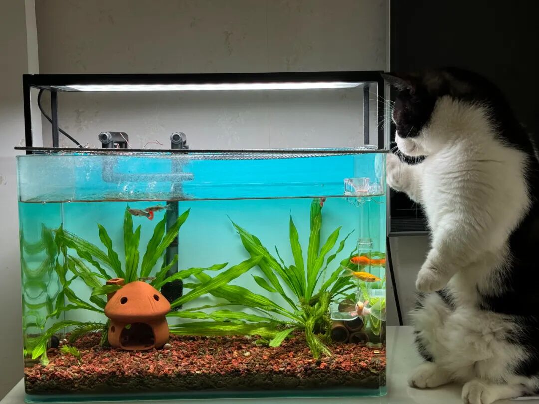 烧烤神器多少钱一台__烧烤器怎么做