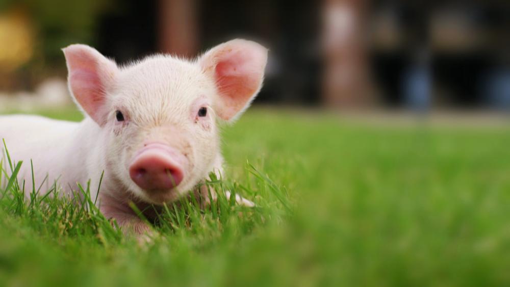 华为联手温氏进军养猪业__华为温氏合作